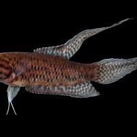 <i>Malpulutta kretseri</i> Deraniyagala 1937